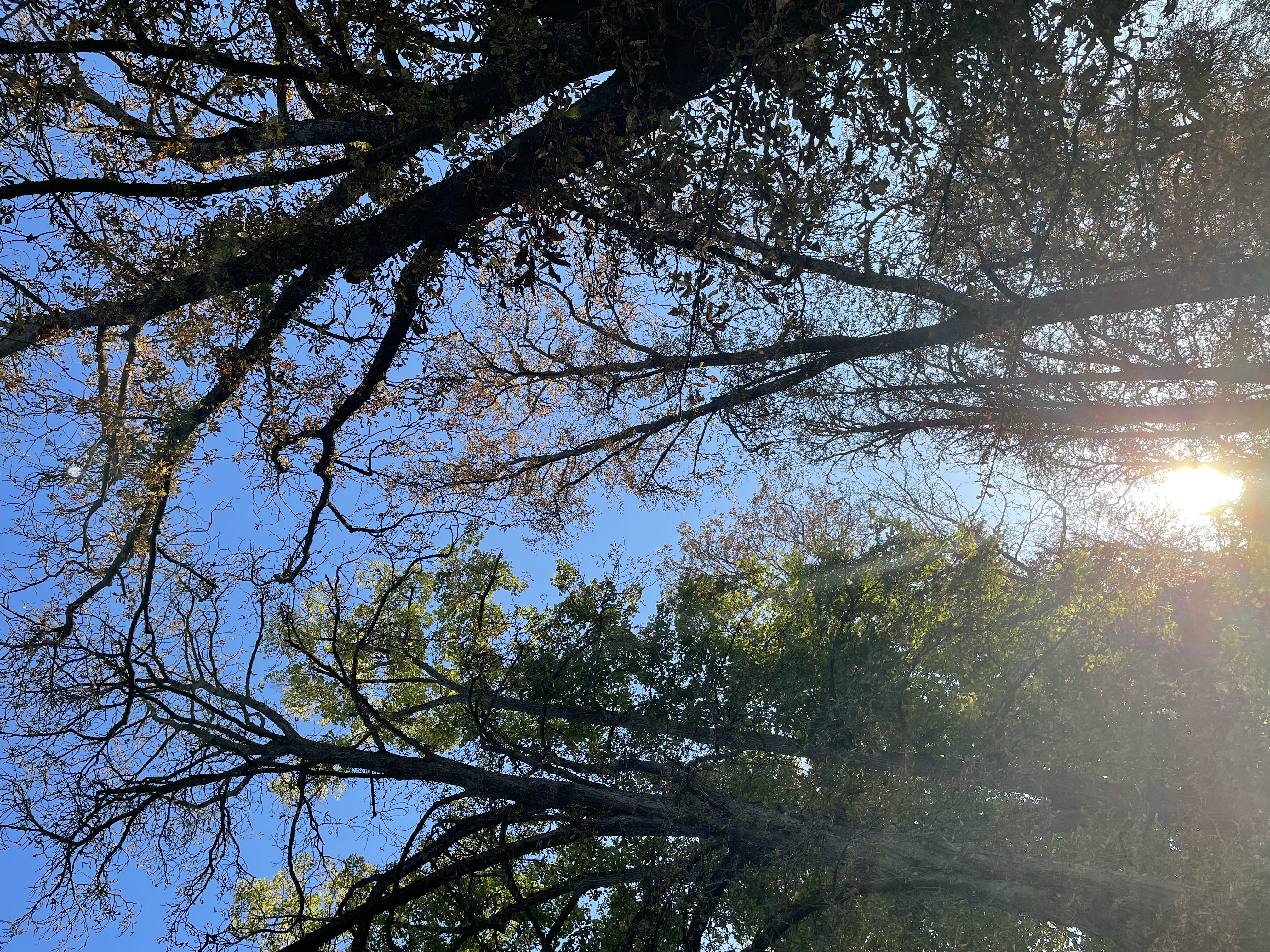 photo d'arbres et du soleil qui perce au milieu